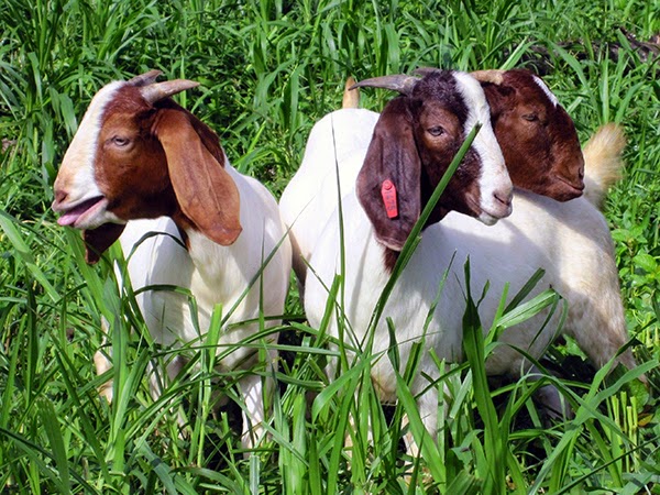 Goat Farming project
